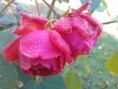 /album/fotogalerie-kvetiny/autumn-roses-jpg1/
